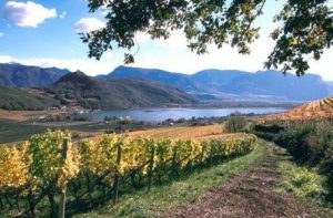 peter-zemmer-vineyard-and-alto-adige-river