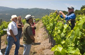 robb-talbott-shows-his-grapes