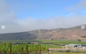 bien-nacido-vineyard-2