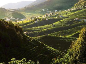 cartizze-hill-vineyards-and-town