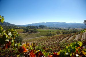 chateau-montelena-vineyards