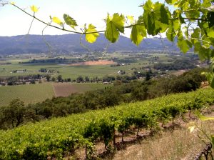 frank-family-vineyards-vineyard