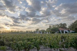 nieto-senetiner-vineyard-tasting-area