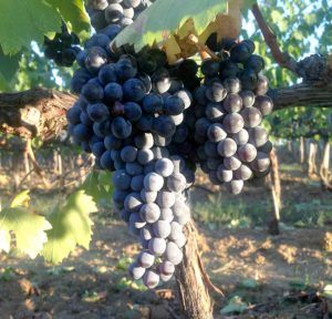 sangiovese-grapes-in-the-sassoregale-vineyard
