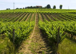 tenuta-sassoregale-vineyard-in-maremma