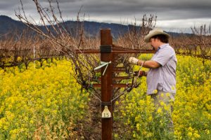 tom-gore-at-work-in-his-vineyard