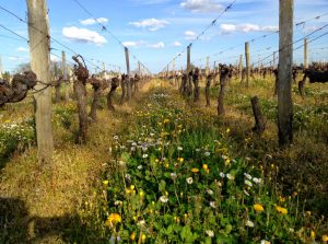 Château Penin vineyard