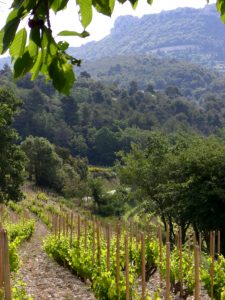 cosme-vineyards-near-gigondas-hill