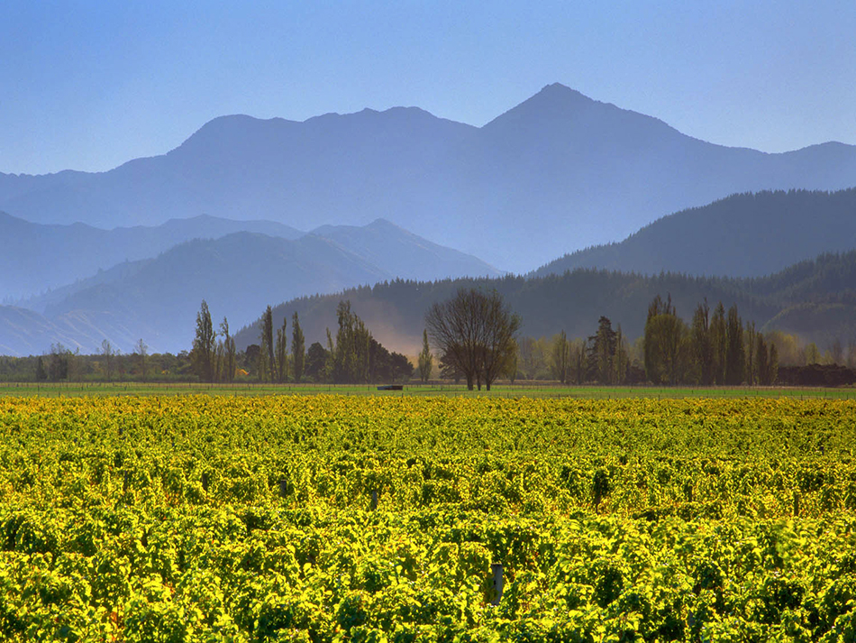 Cloudy Bay Vineyards - Wikipedia