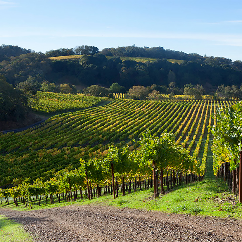 Chalk-Hill-vineyard.jpg